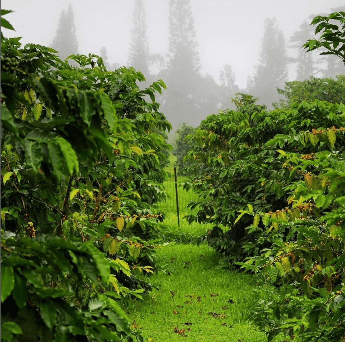 Ka&#39;u Morning Glory 7oz - Hawaiian Farmers Market{