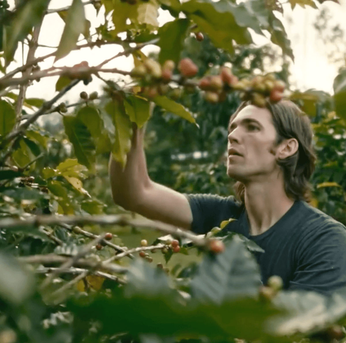 Ka&#39;u Darkwood Hawaiian Coffee 7oz - Hawaiian Farmers Market{