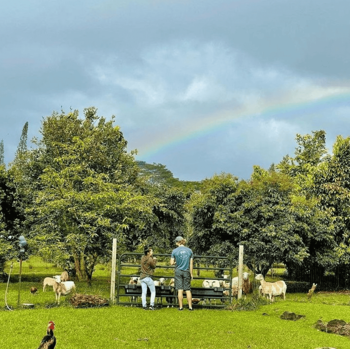 Kona Moon Hawaiian Coffee 7oz 100% Kona Coffee - Hawaiian Farmers Market{